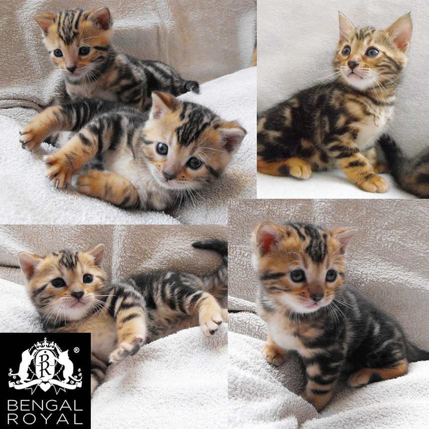 royal bengal kittens